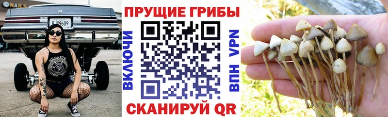 Купить закладки  Салаир  Псилоцибиновые грибы прущие грибы 
